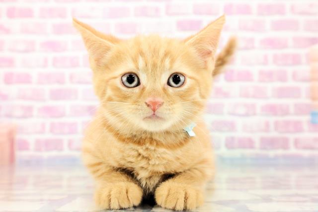 栃木県のスコティッシュフォールド (Coo&RIKU小山店/2023年9月17日生まれ/男の子/レッドタビー)の子猫