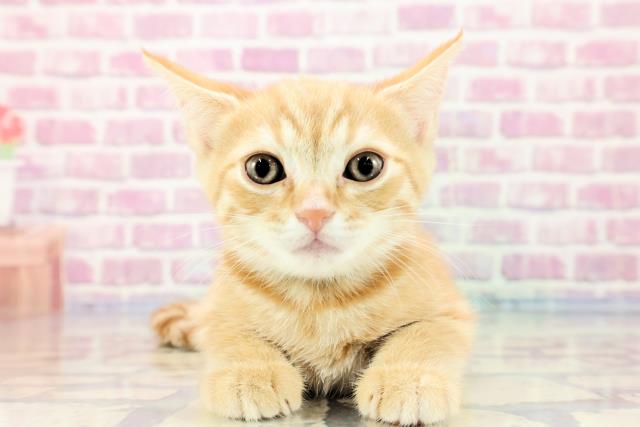 茨城県のスコティッシュフォールド (Coo&RIKU日立店/2023年9月17日生まれ/男の子/レッドタビー)の子猫
