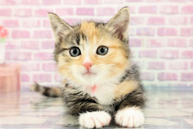 茨城県のマンチカン (Coo&RIKUMEGAドン・キホーテ勝田店/2023年9月17日生まれ/女の子/ブラウンパッチドタビーホワイト)の子猫