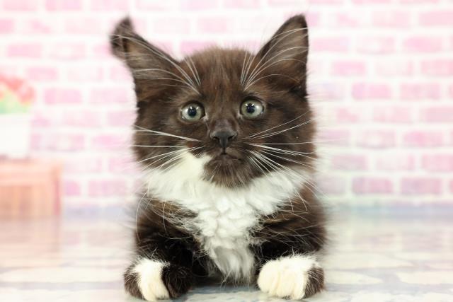 茨城県のマンチカン (Coo&RIKU筑西店/2023年9月17日生まれ/男の子/ブラックホワイト)の子猫