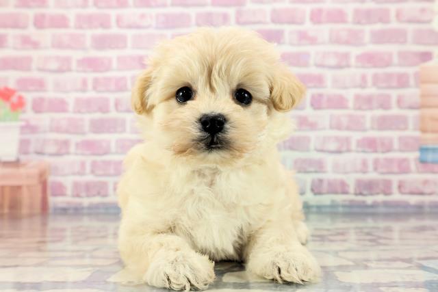 群馬県のマルプー (Coo&RIKU伊勢崎店/2023年9月19日生まれ/女の子/クリーム)の子犬