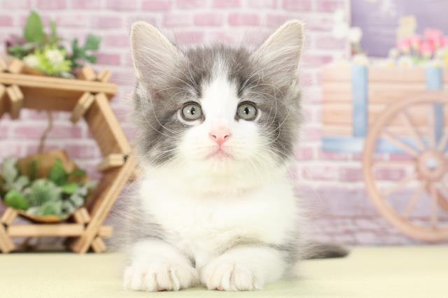 静岡県のノルウェージャンフォレストキャット (Coo&RIKU富士店/2023年9月17日生まれ/女の子/ブルータビーホワイト)の子猫