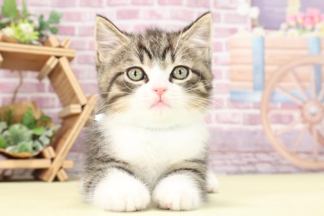 静岡県のスコティッシュフォールド (Coo&RIKU掛川店/2023年9月17日生まれ/男の子/ブラウンタビーホワイト)の子猫