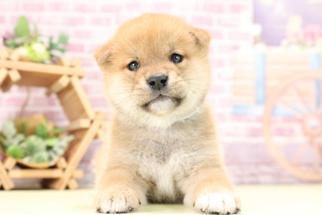 静岡県の柴犬 (Coo&RIKU掛川店/2023年9月20日生まれ/男の子/レッド(赤))の子犬