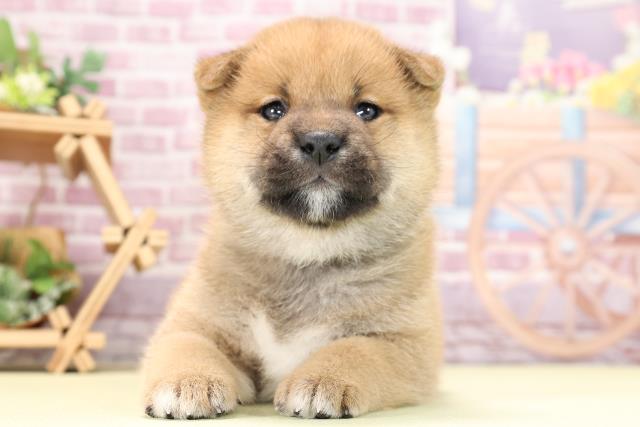 柴犬