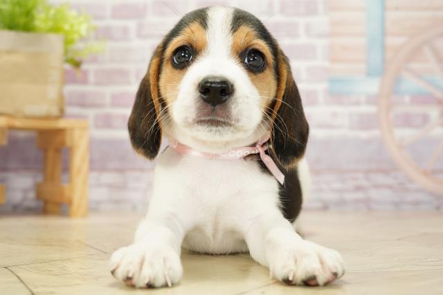 静岡県のビーグル (Coo&RIKU沼津店/2023年9月20日生まれ/女の子/ブラックタンホワイト)の子犬