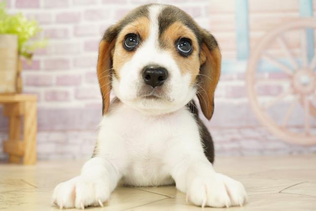 岐阜県のビーグル (Coo&RIKU岐阜店/2023年9月20日生まれ/女の子/ブラックタンホワイト)の子犬