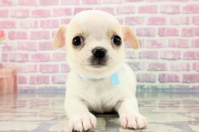 群馬県のチワワ(スムース) (Coo&RIKU前橋店/2023年9月20日生まれ/男の子/ホワイトクリーム)の子犬