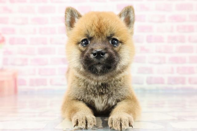 茨城県の柴犬 (Coo&RIKU筑西店/2023年9月21日生まれ/男の子/レッド(赤))の子犬