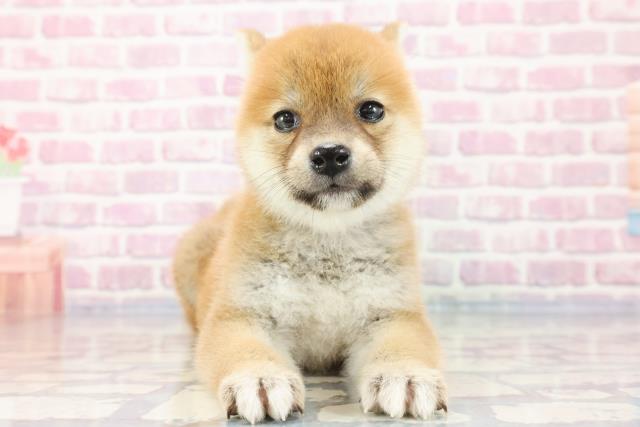 柴犬