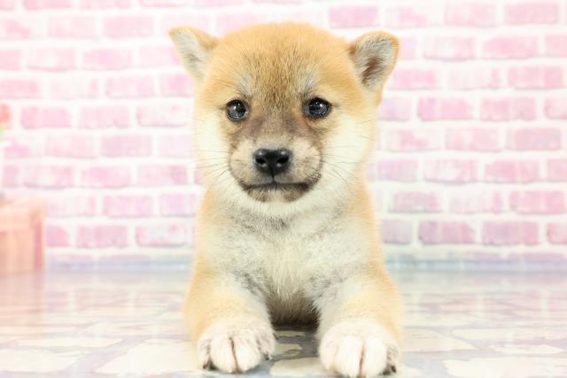 柴犬