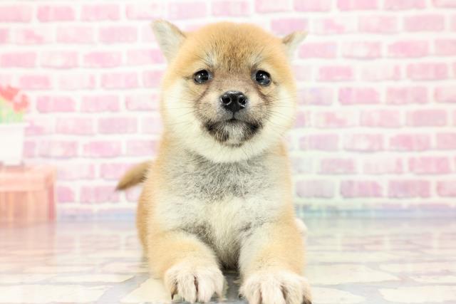 茨城県の柴犬 (Coo&RIKU石岡店/2023年9月21日生まれ/女の子/レッド(赤))の子犬