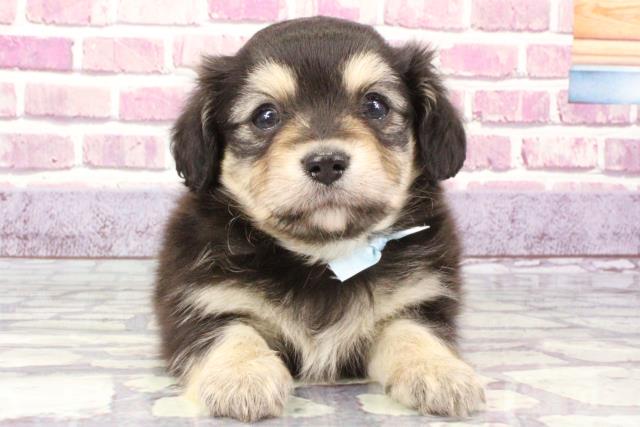 京都府のチワックス (Coo&RIKU舞鶴店/2023年9月21日生まれ/男の子/ブラッククリーム)の子犬