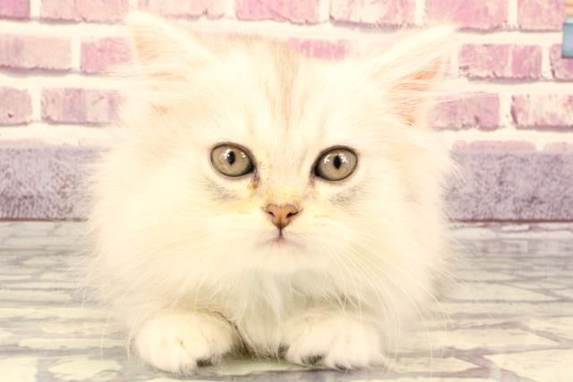 兵庫県のミヌエット (Coo&RIKU尼崎店/2023年9月15日生まれ/男の子/シルバータビー)の子猫