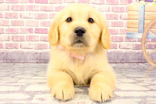 京都府のゴールデンレトリバー (Coo&RIKU舞鶴店/2023年9月21日生まれ/女の子/ゴールデン)の子犬