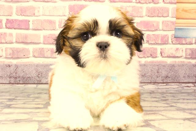 大阪府のシーズー (Coo&RIKU和泉店/2023年9月20日生まれ/男の子/ホワイトゴールド)の子犬