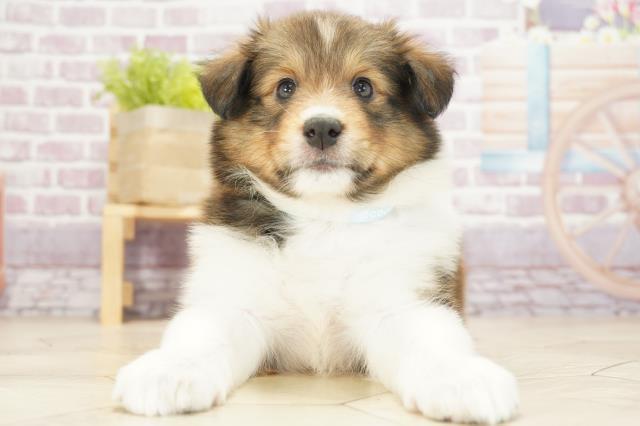 熊本県のシェットランドシープドッグ (Coo&RIKU熊本店/2023年2月13日生まれ/男の子/セーブルホワイト)の子犬