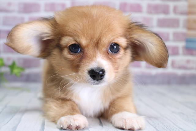 北海道のチワックス (Coo&RIKU旭川店/2023年9月18日生まれ/男の子/レッドホワイト)の子犬