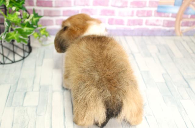 2023年9月18日生まれのチワックスの4枚目の写真