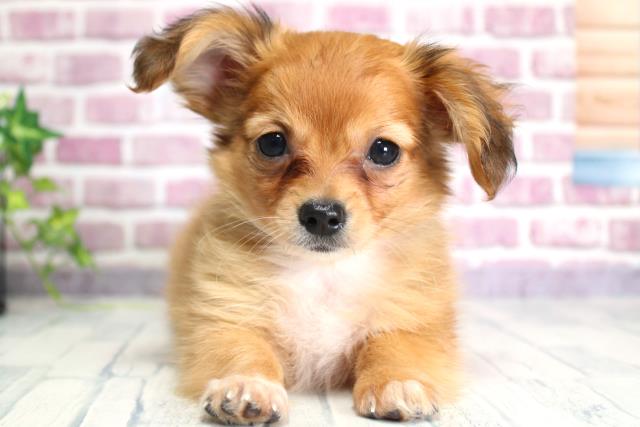 北海道のチワックス (Coo&RIKU釧路店/2023年9月18日生まれ/女の子/レッドホワイト)の子犬