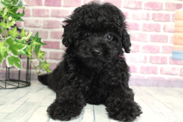 北海道のトイプードル (Coo&RIKU函館店/2023年9月18日生まれ/女の子/ブラック(黒))の子犬