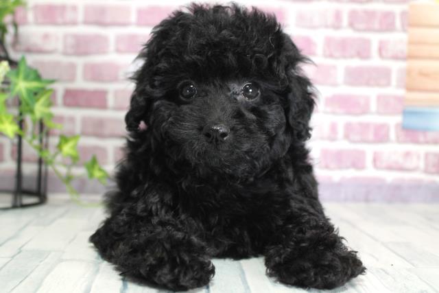 北海道のトイプードル (Coo&RIKU岩見沢店/2023年9月18日生まれ/女の子/ブラック(黒))の子犬