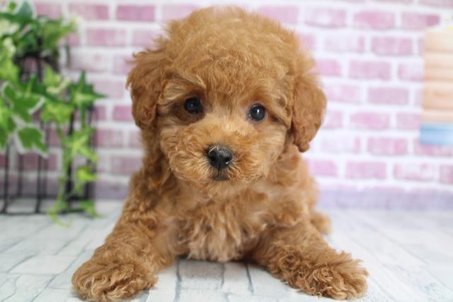 群馬県のトイプードル (Coo&RIKU伊勢崎店/2023年9月21日生まれ/男の子/レッド(赤))の子犬