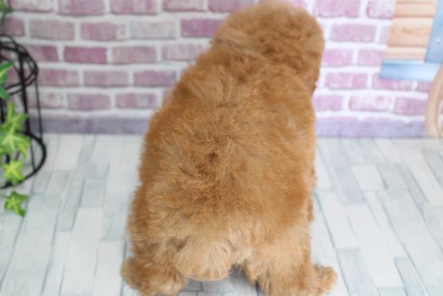 2023年9月21日生まれのトイプードルの4枚目の写真