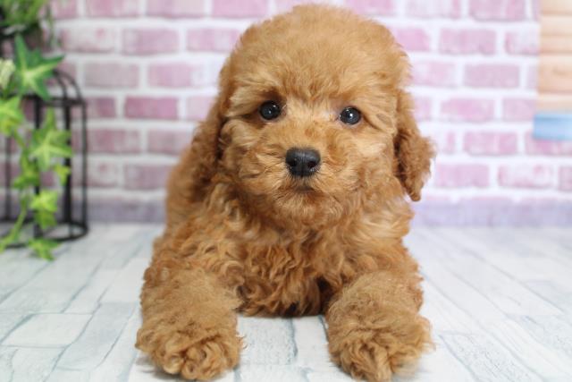 北海道のトイプードル (Coo&RIKU岩見沢店/2023年9月21日生まれ/女の子/レッド(赤))の子犬