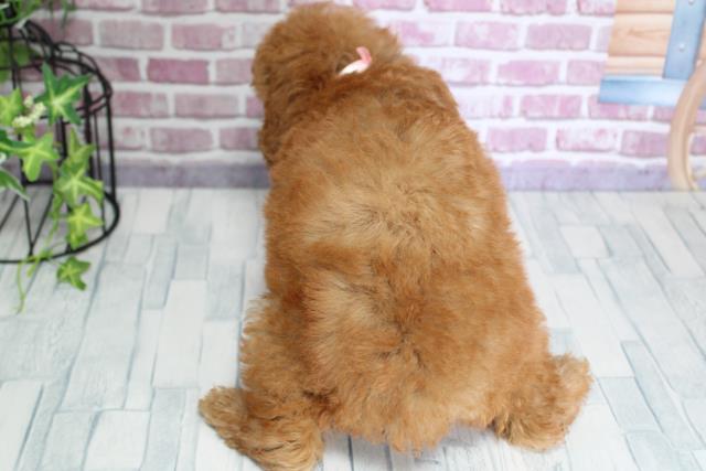 2023年9月21日生まれのトイプードルの4枚目の写真