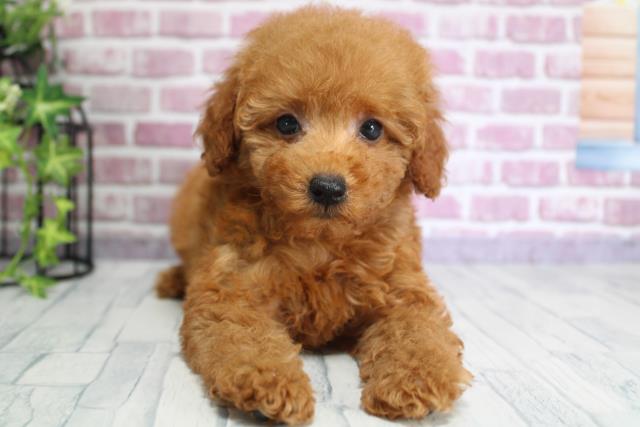 北海道のトイプードル (Coo&RIKU函館店/2023年9月21日生まれ/女の子/レッド(赤))の子犬
