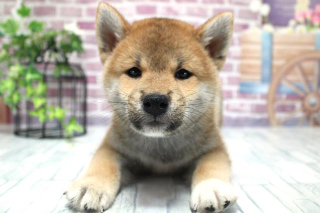 柴犬