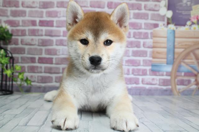 栃木県の柴犬 (Coo&RIKU足利店/2023年9月21日生まれ/女の子/レッド(赤))の子犬