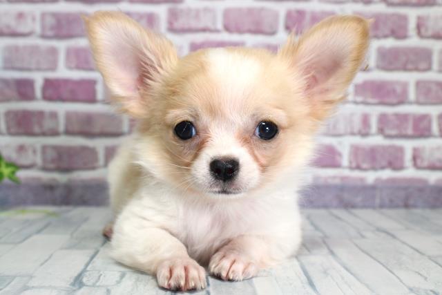 北海道のチワワ(ロング) (Coo&RIKU釧路店/2023年9月16日生まれ/男の子/ホワイトクリーム)の子犬