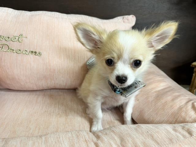 2023年9月16日生まれのチワワ(ロング)の4枚目の写真