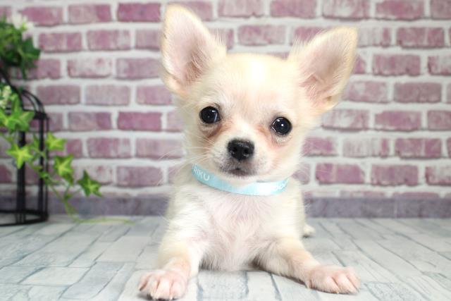 北海道のチワワ(ロング) (Coo&RIKU函館店/2023年9月16日生まれ/男の子/ホワイトクリーム)の子犬
