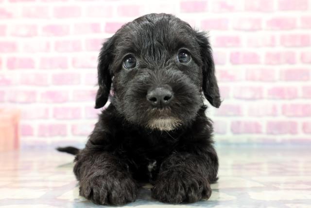 北海道のハーフ犬 (Coo&RIKU釧路店/2023年9月23日生まれ/女の子/ブラックシルバー)の子犬