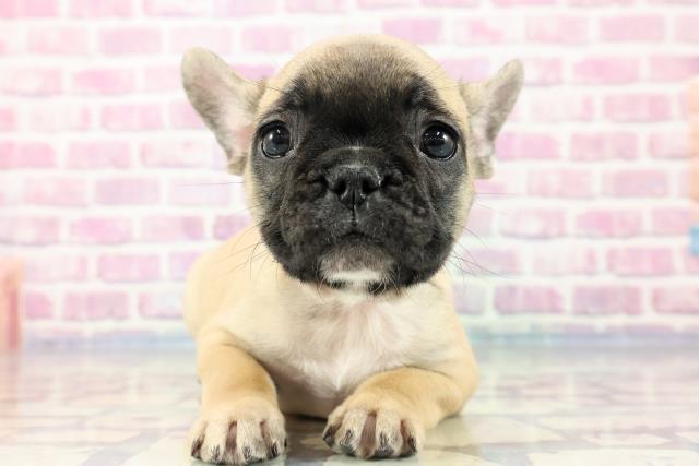 千葉県のフレンチブルドッグ (Coo&RIKU東船橋店/2023年9月22日生まれ/女の子/フォーン)の子犬