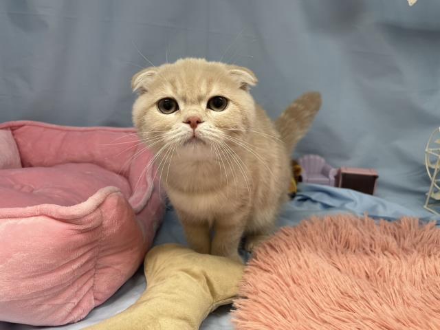 2023年9月23日生まれのスコティッシュフォールドの2枚目の写真