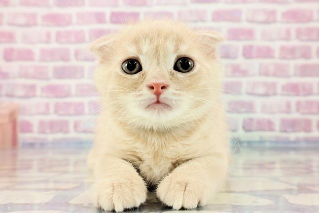 2023年9月23日生まれのスコティッシュフォールドの1枚目の写真