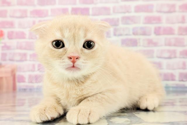 2023年9月23日生まれのスコティッシュフォールドの2枚目の写真
