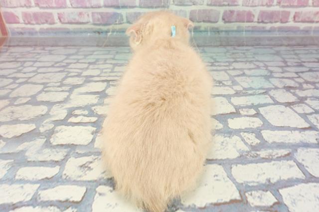 2023年9月23日生まれのスコティッシュフォールドの4枚目の写真