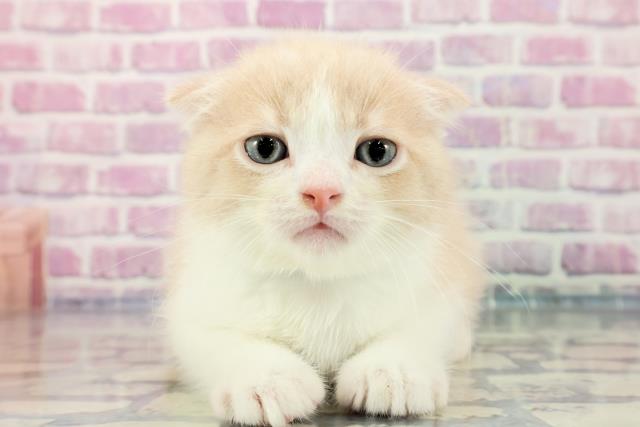 栃木県のスコティッシュフォールド (Coo&RIKU足利店/2023年9月23日生まれ/男の子/クリームタビーホワイト)の子猫