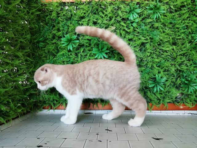 2023年9月23日生まれのスコティッシュフォールドの3枚目の写真