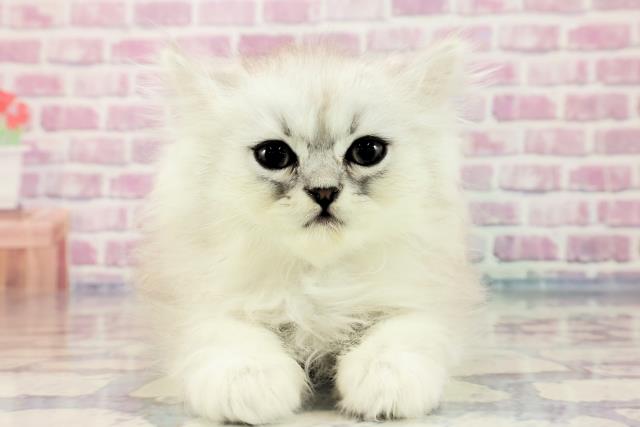 群馬県のペルシャ (Coo&RIKU伊勢崎店/2023年9月21日生まれ/男の子/チンチラシルバー)の子猫