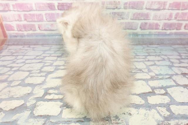 2023年9月21日生まれのペルシャの4枚目の写真