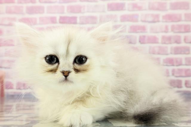2023年9月21日生まれのペルシャの2枚目の写真