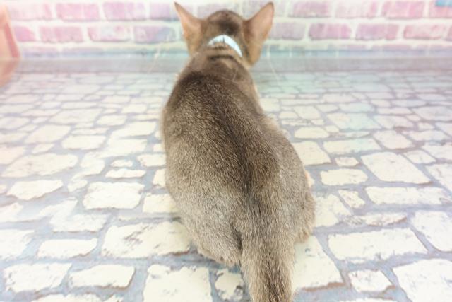 2023年9月18日生まれのアビシニアンの4枚目の写真