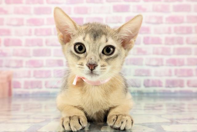 群馬県のアビシニアン (Coo&RIKU伊勢崎店/2023年9月18日生まれ/女の子/ブルー)の子猫