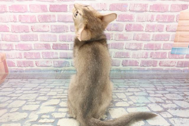 2023年9月18日生まれのアビシニアンの4枚目の写真